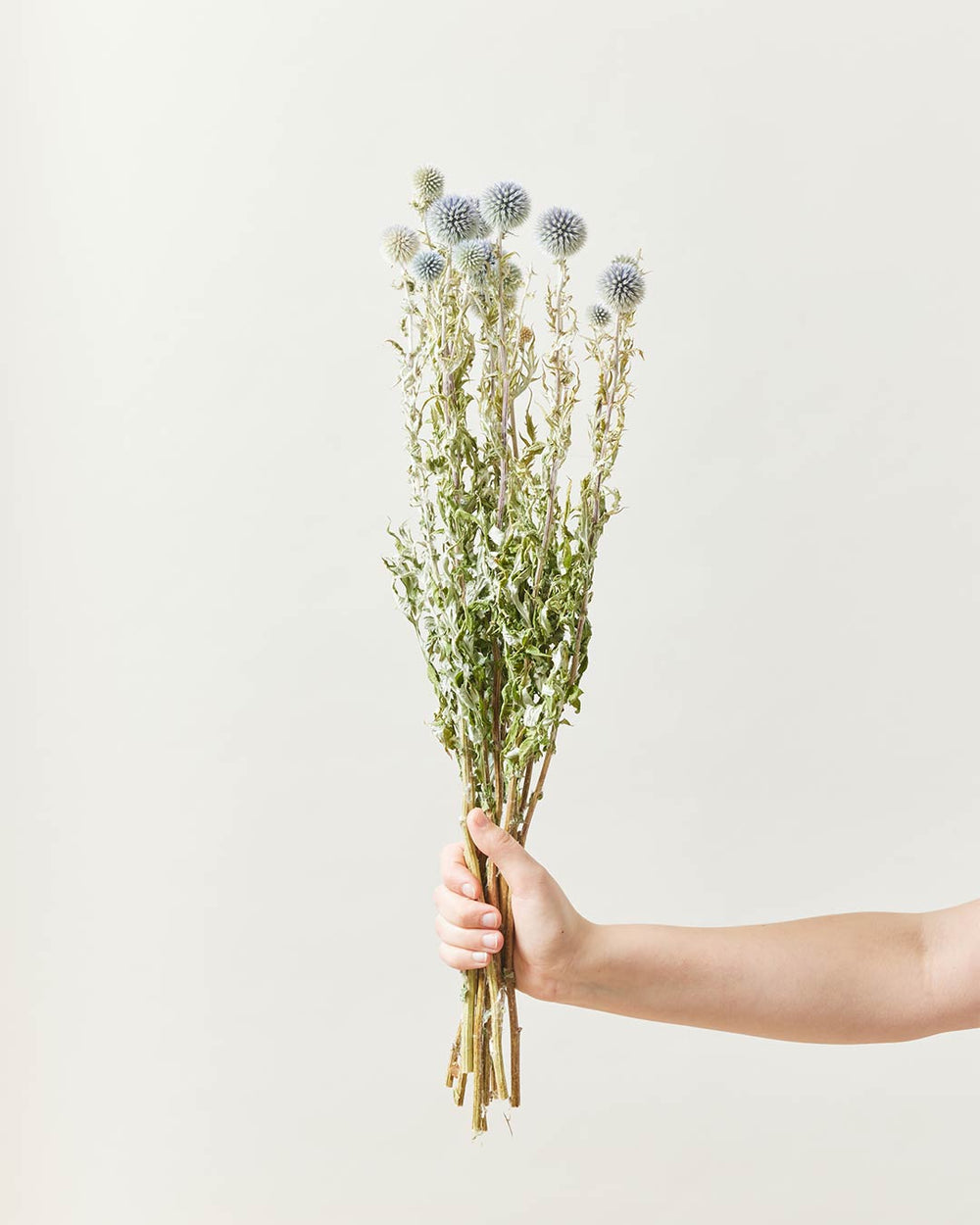 Thistle Bundle